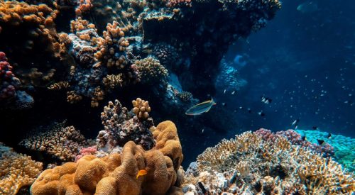 Marine Life
